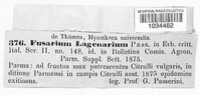 Fusarium lagenarium image